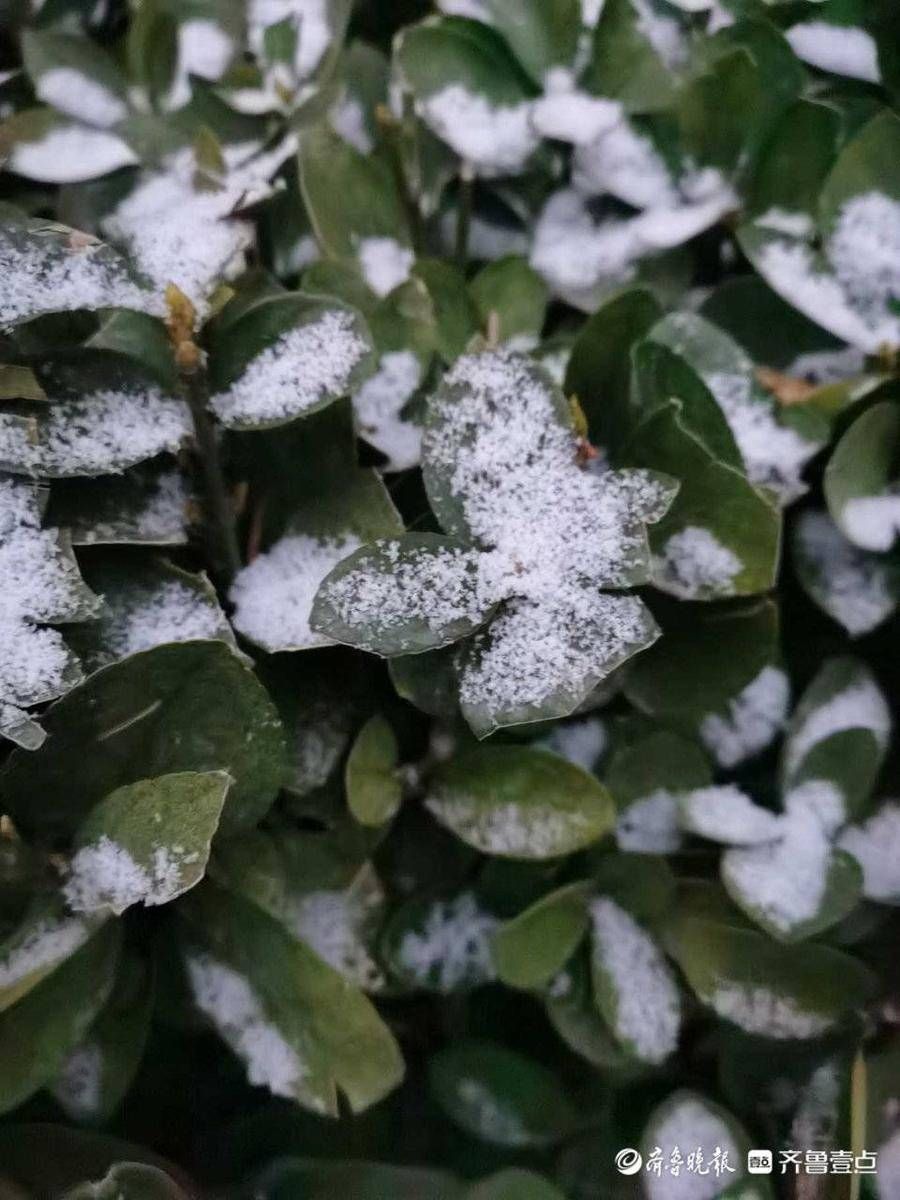 情报员|山东多地雪花到货，情报员用镜头记录清晨雪景，注意添衣保暖哦