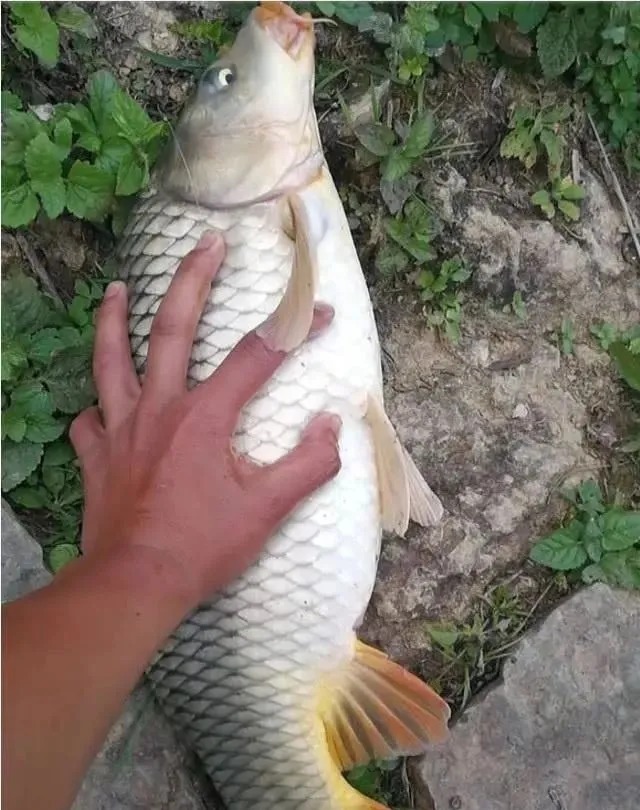 窝子|初冬野钓,一补窝就停口?老钓友用3招让鱼进窝就不想走!