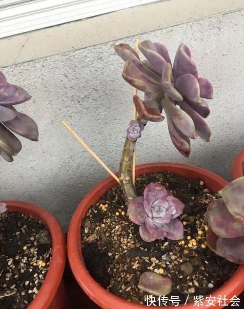 紫乐真好养,价格真便宜,零下5度冻不死,1年长成悬崖桩