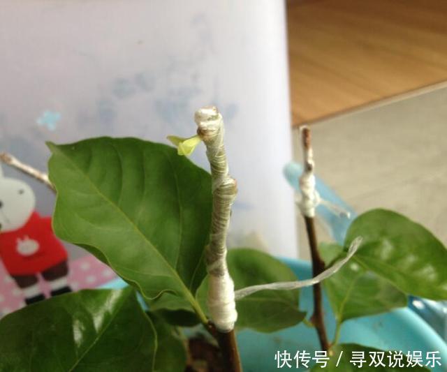 接穗|高手的扦插玩法，把以下三角梅养得这么好，只见开花不见叶
