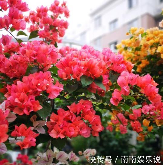 三角梅开花花期短原来用错了“肥料”，赶紧换一种，花开大半年