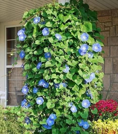  东西|养爬墙花卉，盆底下埋几粒“这东西”，三个月长成瀑布