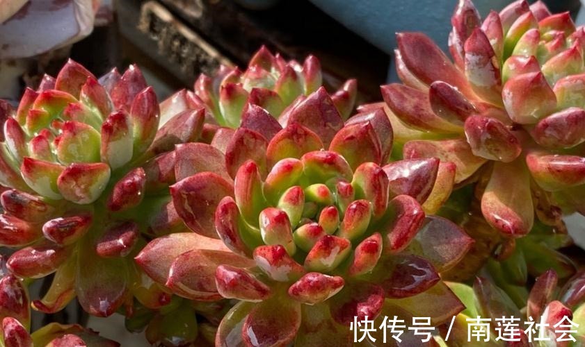 哪些因素会影响到多肉蓝苹果出状态？此3点，不容忽视！