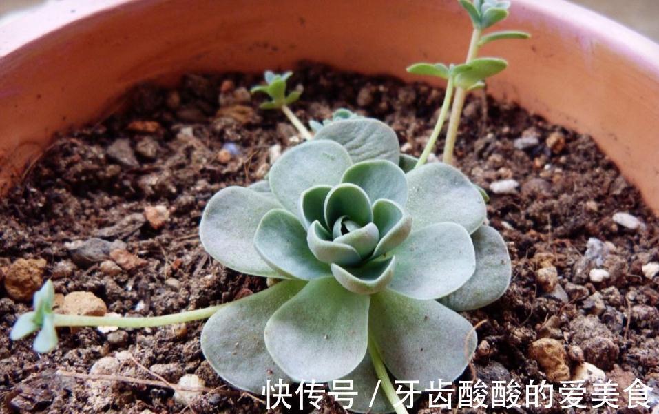 土壤|初冬养多肉,有这4款别急着往屋里搬,冻一冻,茎叶更肥美