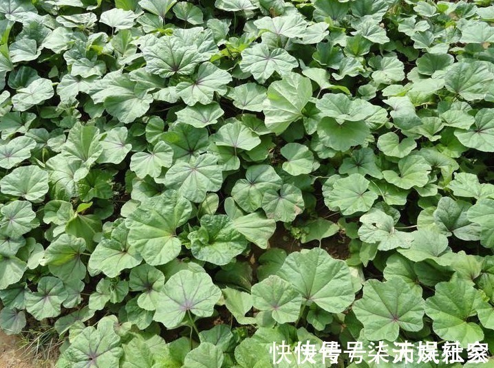 清热解毒|常吃此野菜,能清热解毒,润肠通便,值得分享给家人