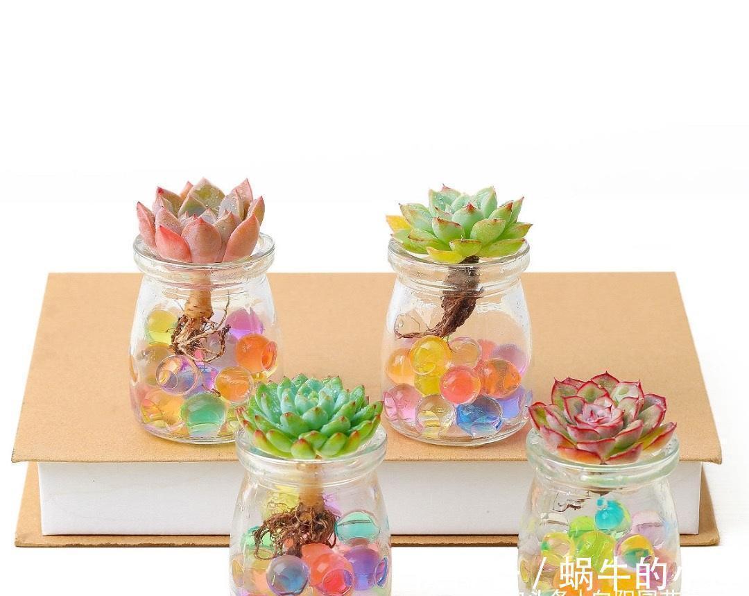 土培|多肉可以不用土养,买几个玻璃瓶,装满水,养多肉很漂亮