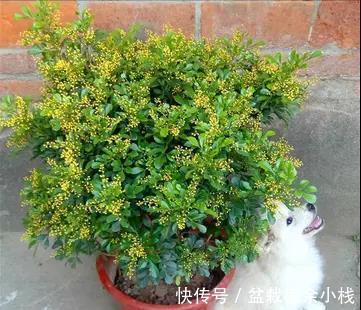 漂亮花|6种“漂亮花”，天天被人爱，家里养一盆，365天轮流开