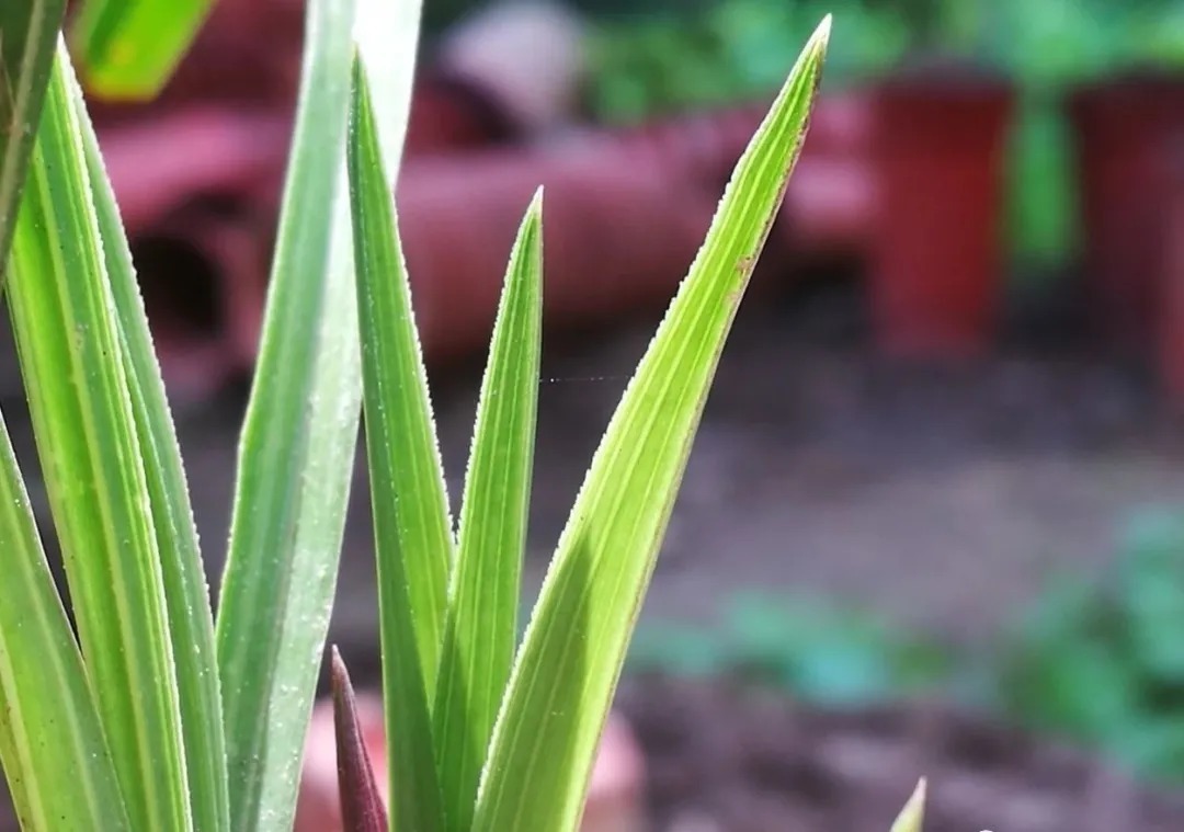 老苗|如何把春兰叶片养矮壮?磷酸二氢钾的另类用法,兰友们可以试试