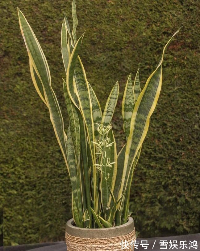 4种“吉利花”,被水浇死了不要扔,简单处理又能长满盆