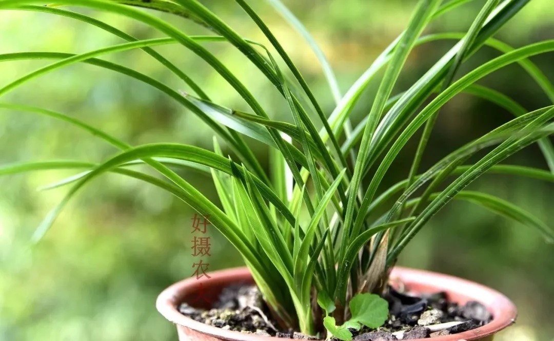 老苗|如何把春兰叶片养矮壮?磷酸二氢钾的另类用法,兰友们可以试试