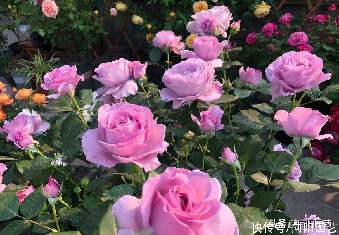 月季|月季花在秋天会开花吗？这要分品种，适当追肥，秋天可以盛开