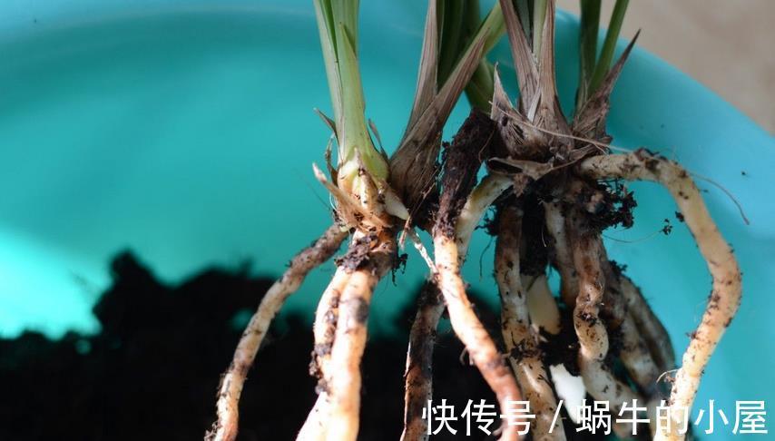 花卉|秋季养花换盆土:从准备到服盆,期间该注意哪些细节?