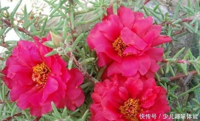 枝条|当太阳花升级成“重瓣花”，照样是开花机器，一根枝条就是一盆花！