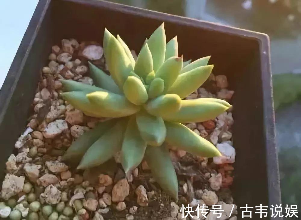 别人扔的多肉，他非要捡，最后照样也能养爆盆！