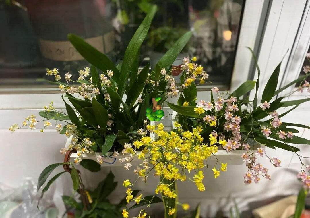 “年味十足”的11种花,颜值高寓意好,想买要趁早,晚了会涨价