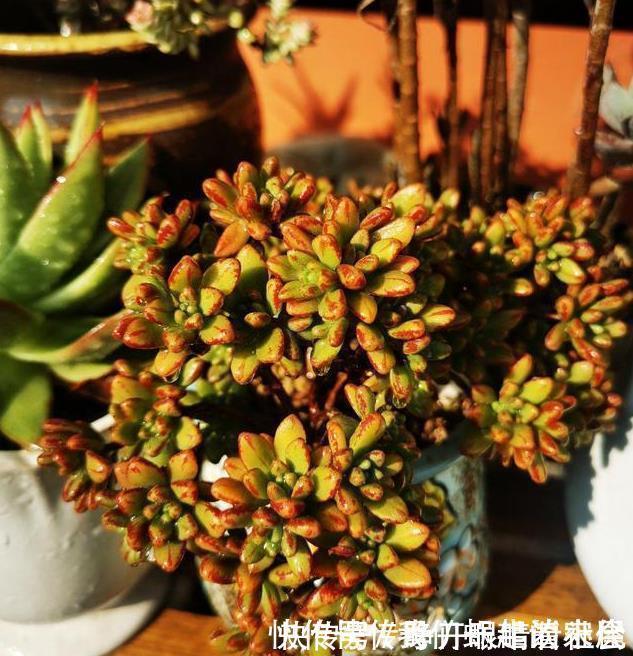 名字|被名字耽误的“三种花”,颜值高又皮实,放角落也能自己长