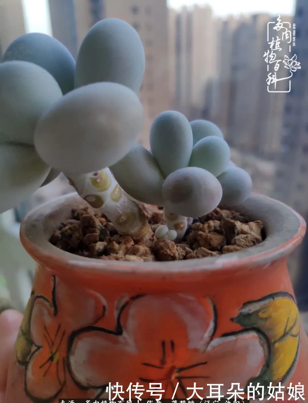 沉淀|用多肉记录时间的沉淀!