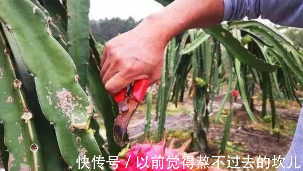 湿气|这三种水果被拉入“黑名单”,越吃你体内的湿气越重,还会得口臭