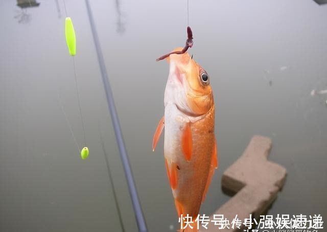 矿泉水瓶|蚯蚓饵真的是万能的吗?看过这些才能让蚯蚓饵真正成为钓鱼法宝