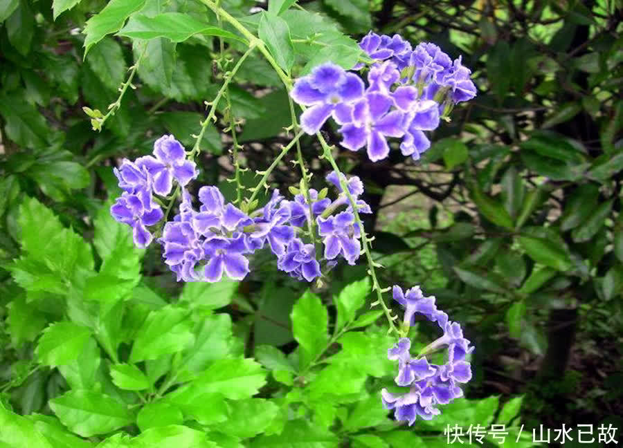 香水|植物界的“移动香薰机”,味道太美妙了,值得拥有