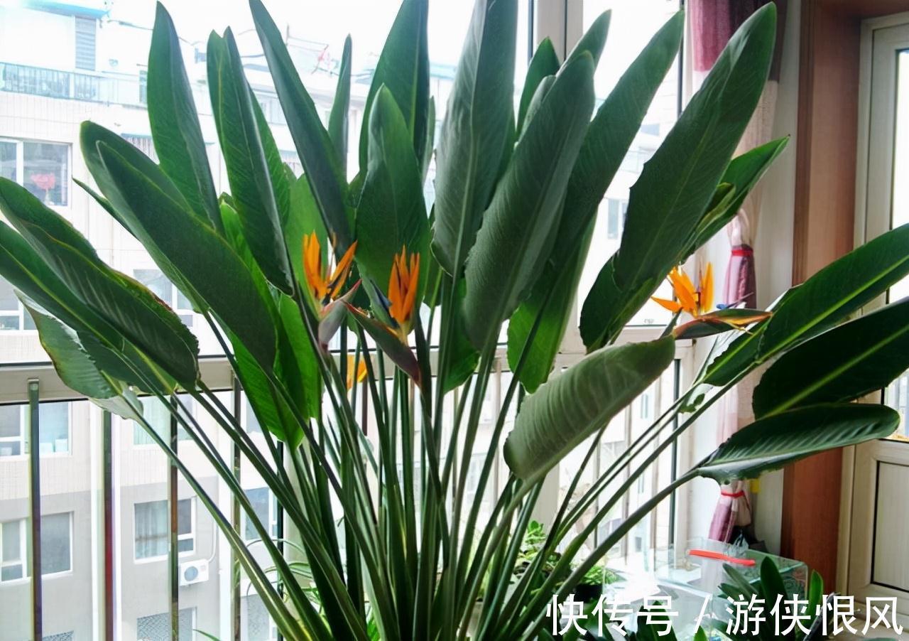 橡皮树|8种“招财树”,养在客厅里,高大笔挺,威武又气派,招财又旺宅