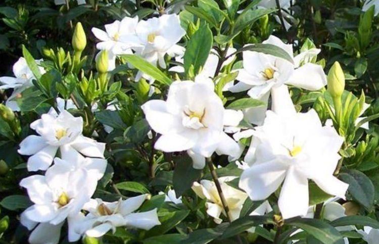 栀子花|好养易活的几款花，沾土就活，给点阳光就灿烂，开花爆盆
