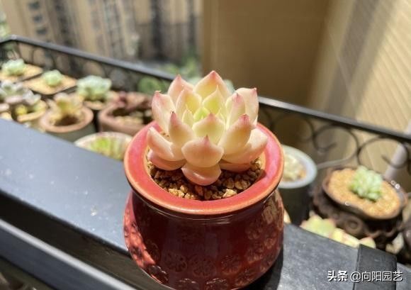 花土|夏日养多肉，明白一个道理，花土越通透，多肉越健康，状态越好
