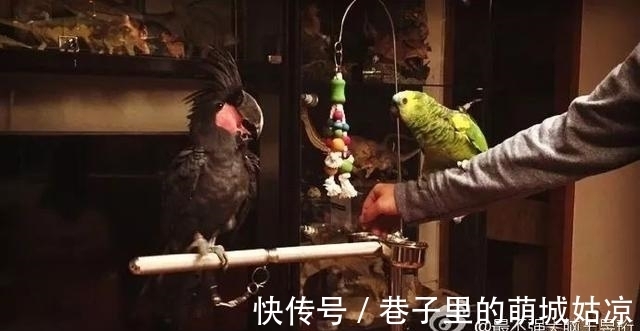 王昱珩|被《人民日报》表扬，1000万姑娘都想嫁，他将家变成热带雨林