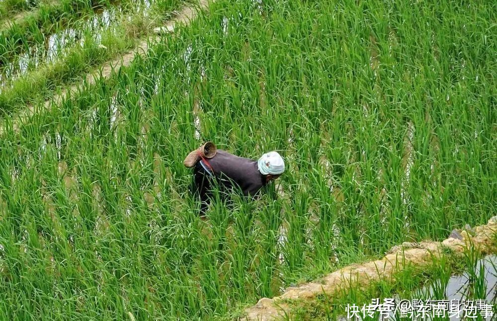 一组图加榜梯田的照片，一年四季都很美，不管几月份来都好看