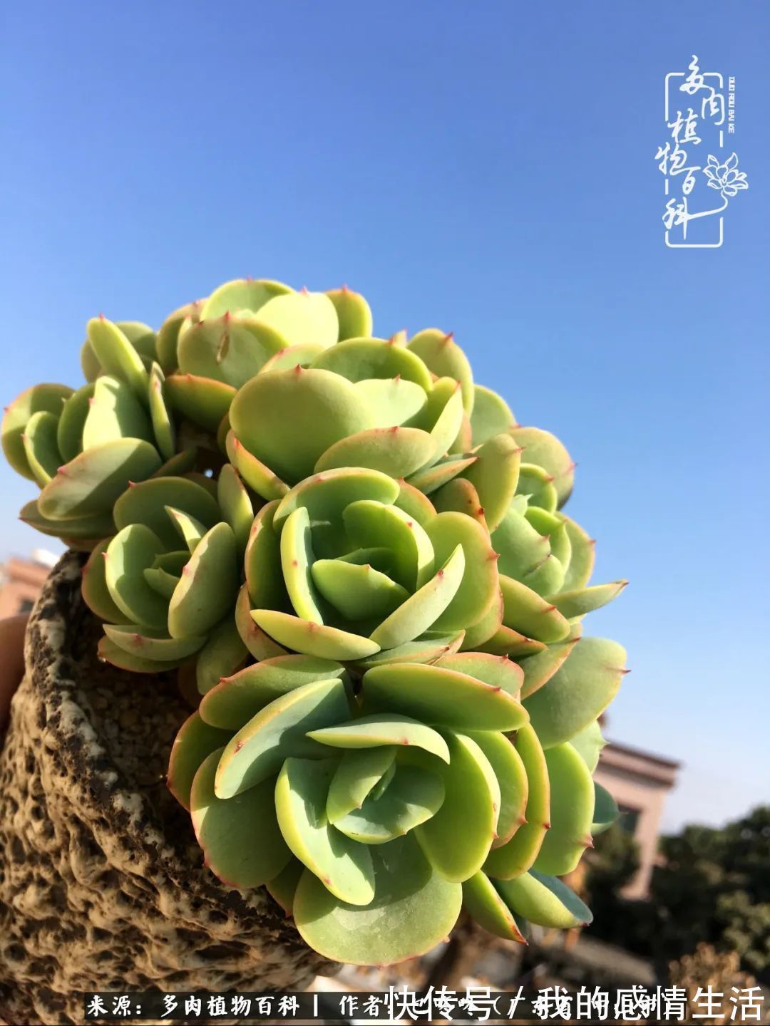 养多肉的路上患得患失，却依然如最初般热爱！