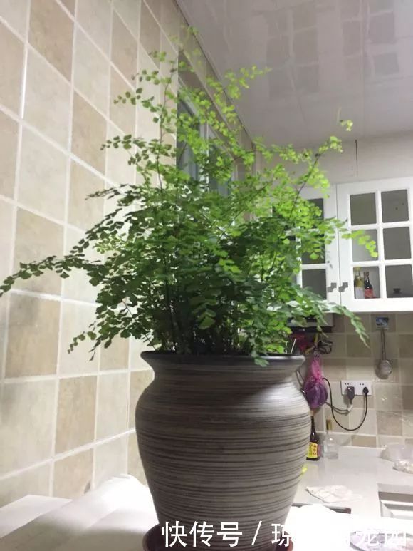 5种花不要“乱晒”,越晒叶越黄,小心晒一盆死一盆!