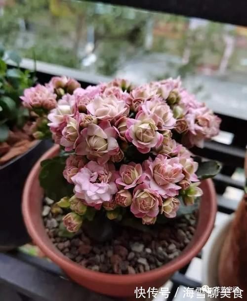 养分|长寿花蟹爪兰还没开花，赶紧加餐，赏花有戏！