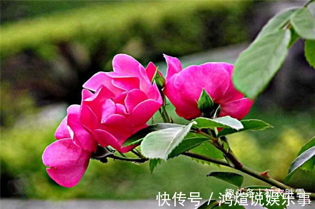 蔷薇$蔷薇唯美诗词5首,蝶交飞,戏蔷薇,治愈你的伤春