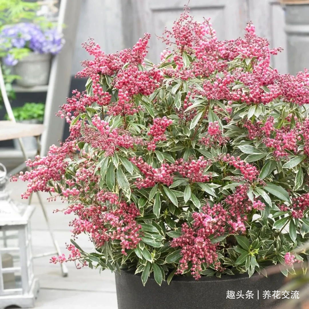 耐寒|13种耐寒的盆栽花卉,零下20多度可存活,大部分南方也能种