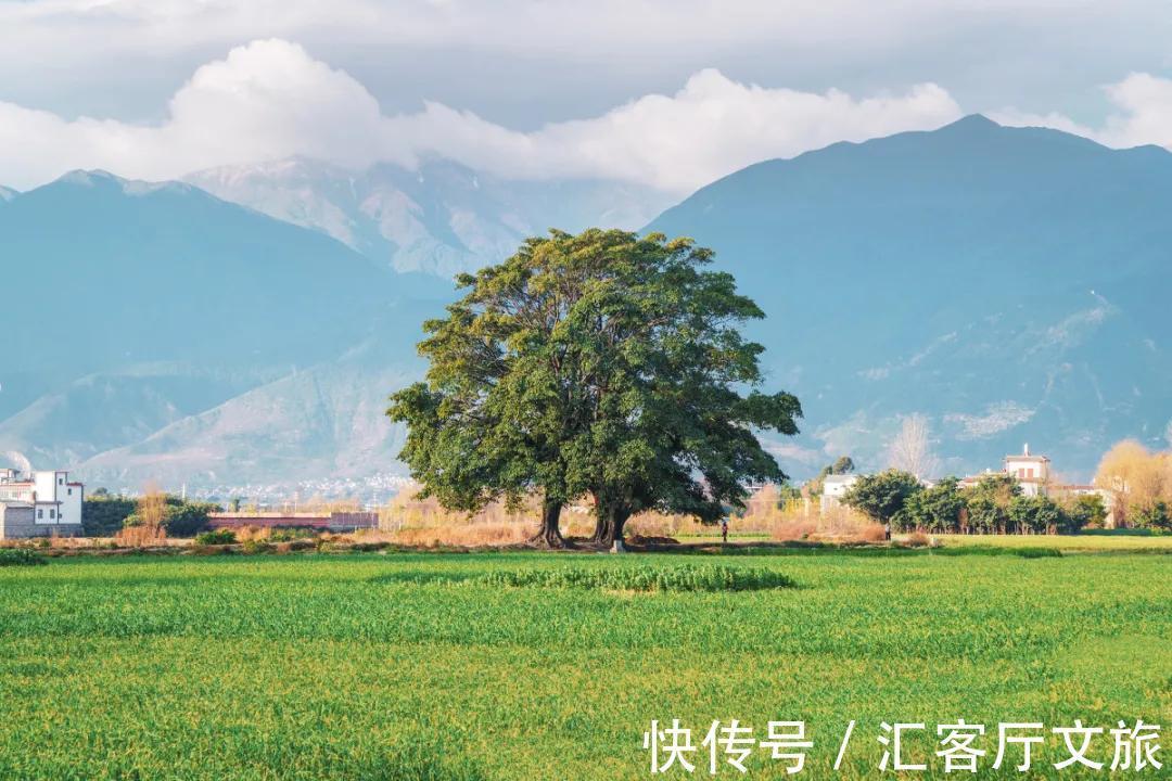 樱花|无量山，云南冬日里一场限定的浪漫！