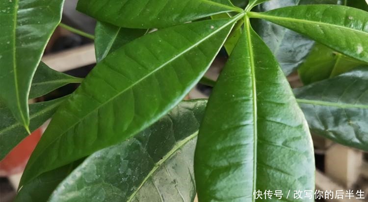 家养发财树,学会这“3件事”,轻松养得旺,叶片油绿!