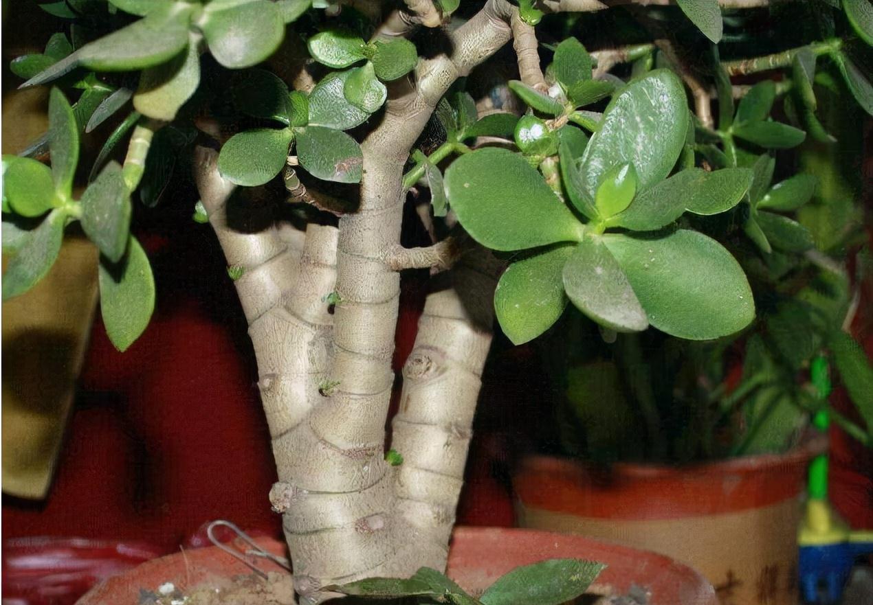 秋季养玉树，做好三步，枝叶油绿壮实，更容易养成老桩和开花