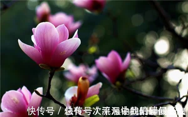 晚照#宋祁的这首词很美,开篇就让人心醉,传唱千年,经久不衰