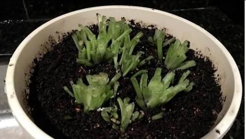 吊兰什么季节做剃头最好,怎么养好?