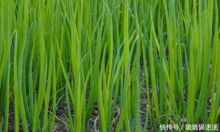 花盆种植葱，学会一种方法，长的长得又壮又旺，20天收一茬