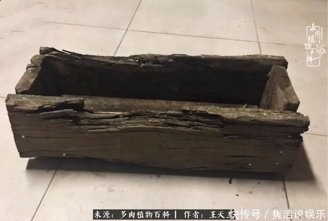 多肉遇上枯木木花盆，姑娘自己造！