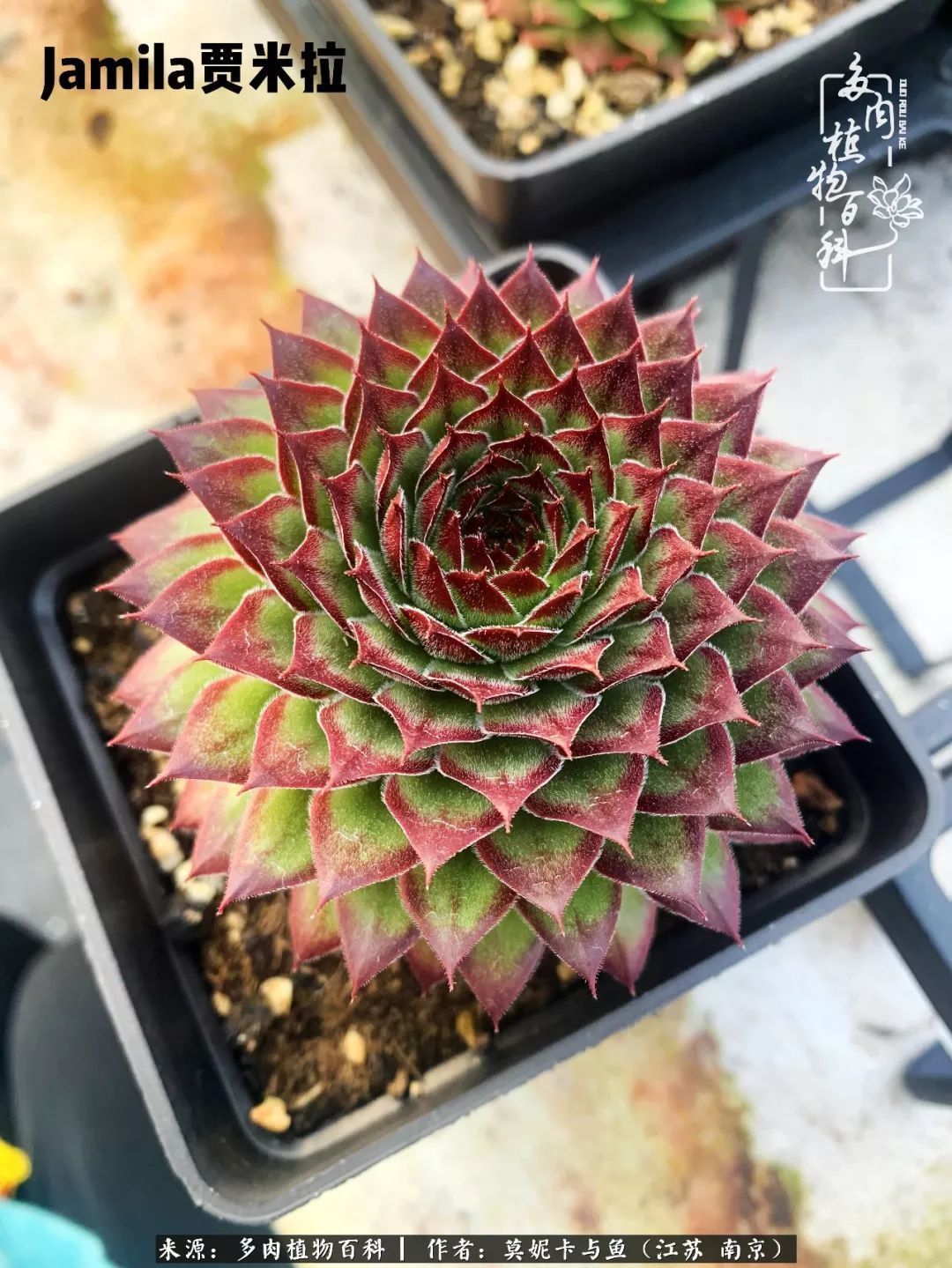 这多肉拼盘这么仙!如何制作达人手把手教你制作长生草拼盘!