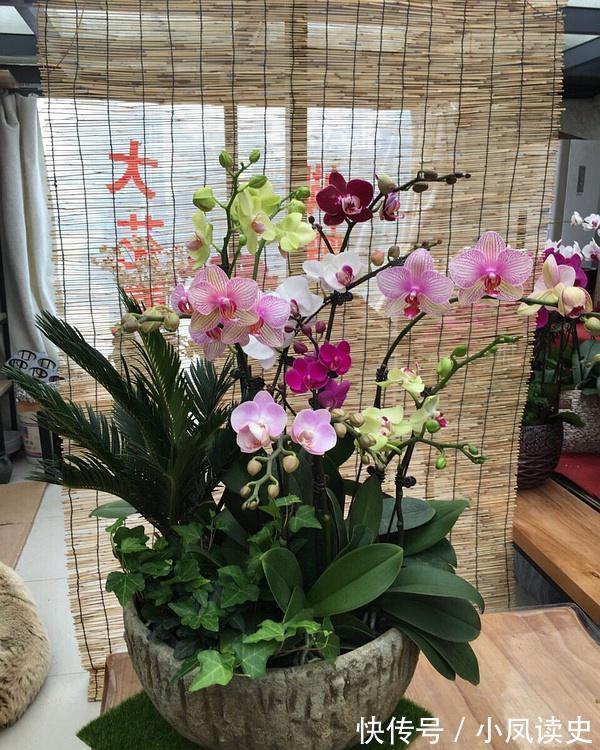 6种“富贵花”天生怕晒,客厅没光照,照样开满花,吉利旺家