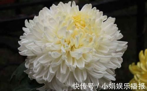 罗含宅里香@李商隐的一首《菊花》,通篇处处引经据典,但是写得很是有韵味