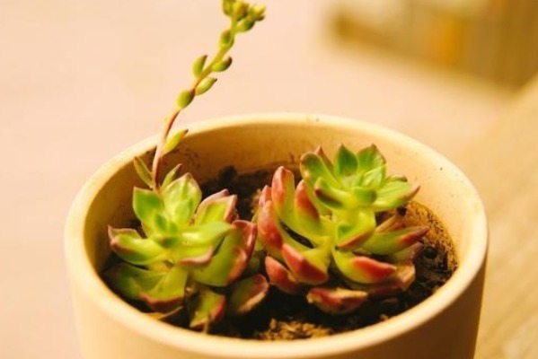 老桩|最皮实的四种多肉,养到就是赚到,竟然随便养养变成老桩