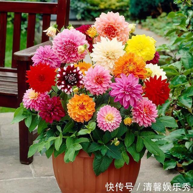 4种花超漂亮，家里养一盆，满屋飘香，清新优雅