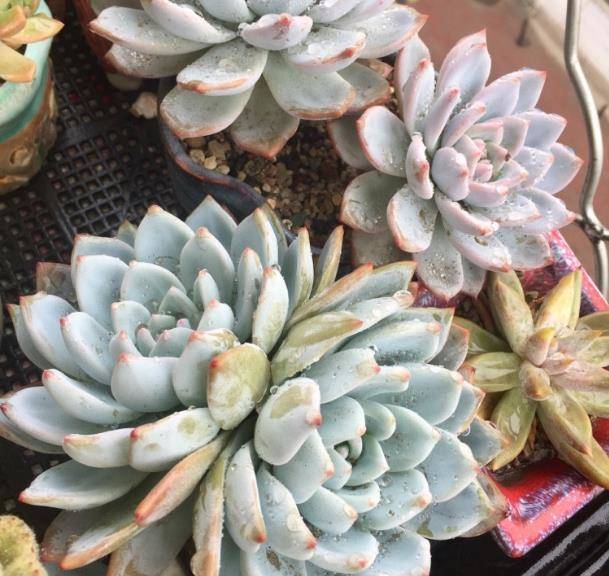 技巧|给多肉植物补充养分,用上这个技巧,多肉肥了一大圈