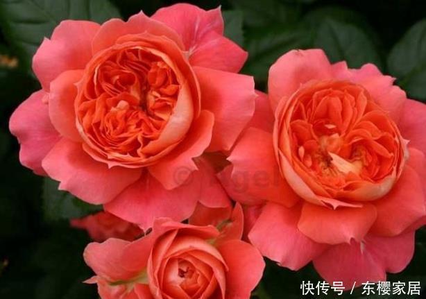 20款露台月季品种,超级丰花、适合露台、阳台盆栽,皮实好养