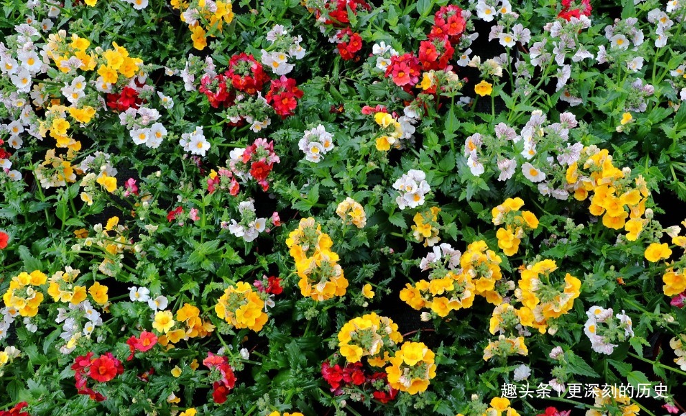 此花姿态优美雅趣，犹如五彩祥云平铺地面，象征着不伪装的心