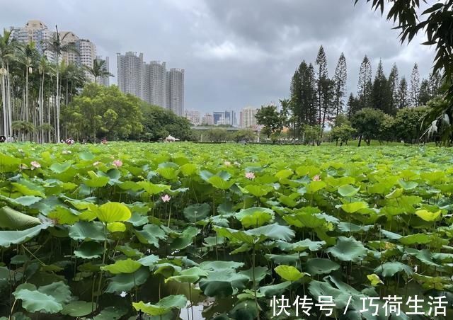 西湖|如果去不了西湖，就来深圳洪湖公园吧，一大片荷花正盛开